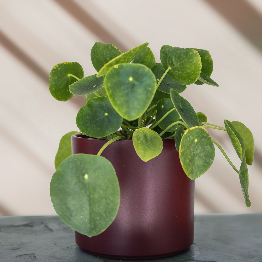 Pilea Peperomioides 1