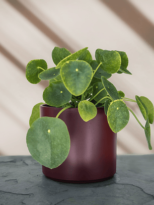 Pilea Peperomioides