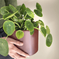 Pilea Peperomioides - Miniatura 3
