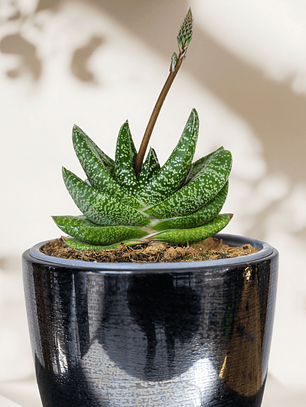 Gasteria Carinata Verrucosa