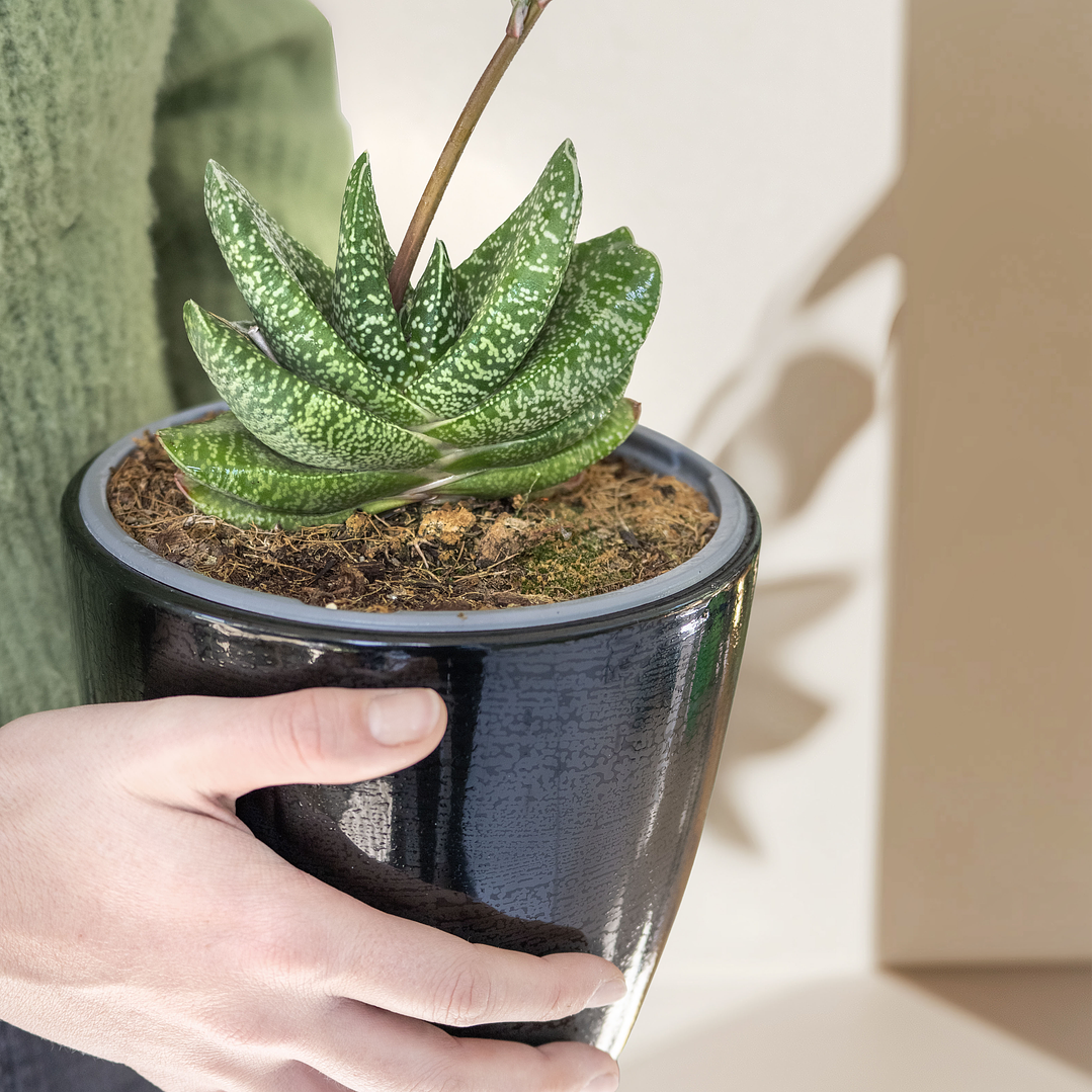 Gasteria Carinata Verrucosa 3