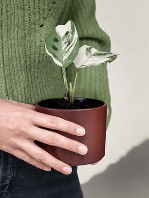 Maranta Kerchoveana Variegada