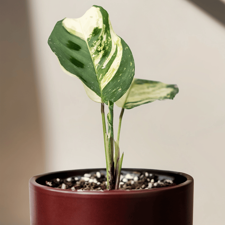 Maranta Kerchoveana Variegada 2