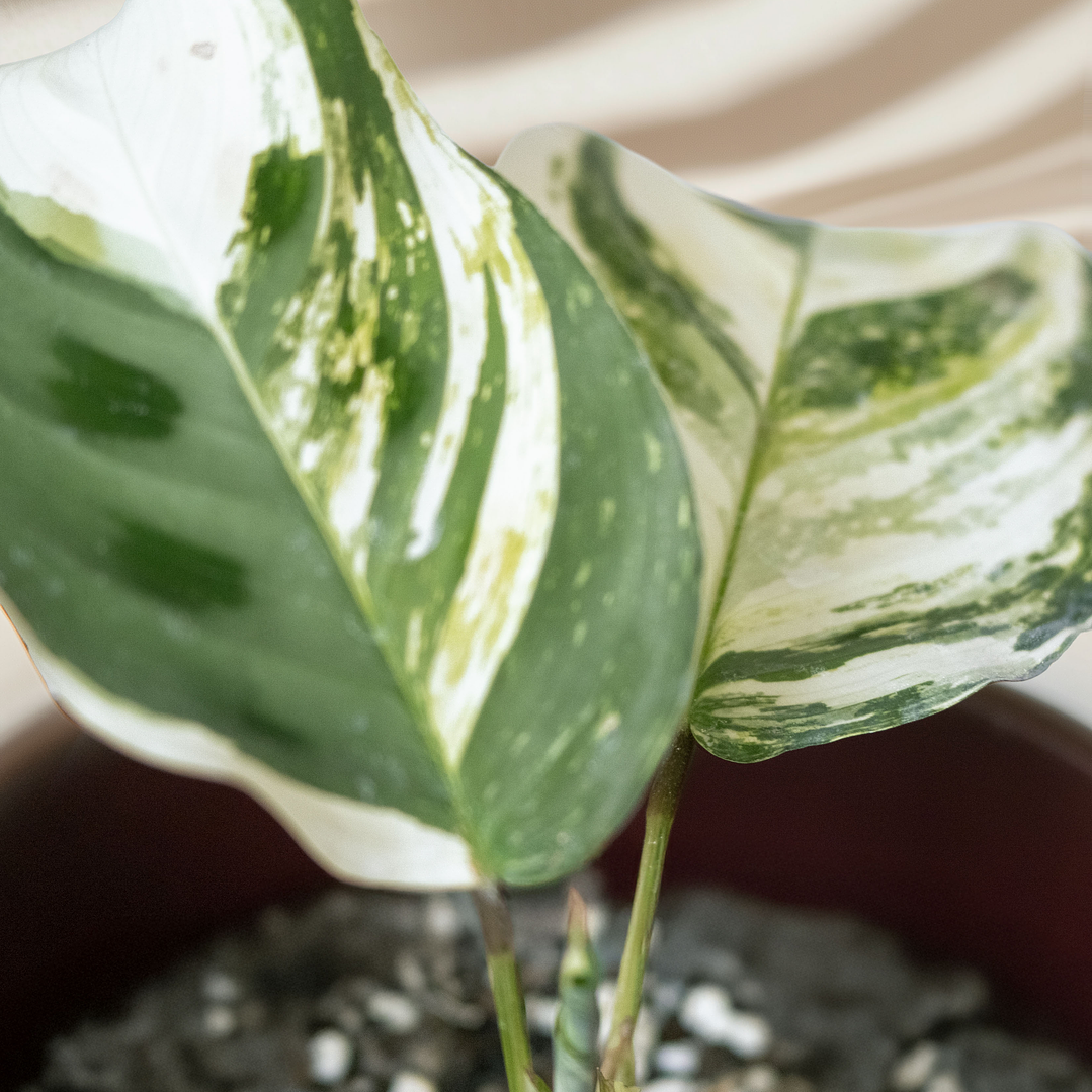 Maranta Kerchoveana Variegada 3