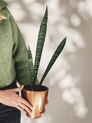 Sansevieria Zeylanica