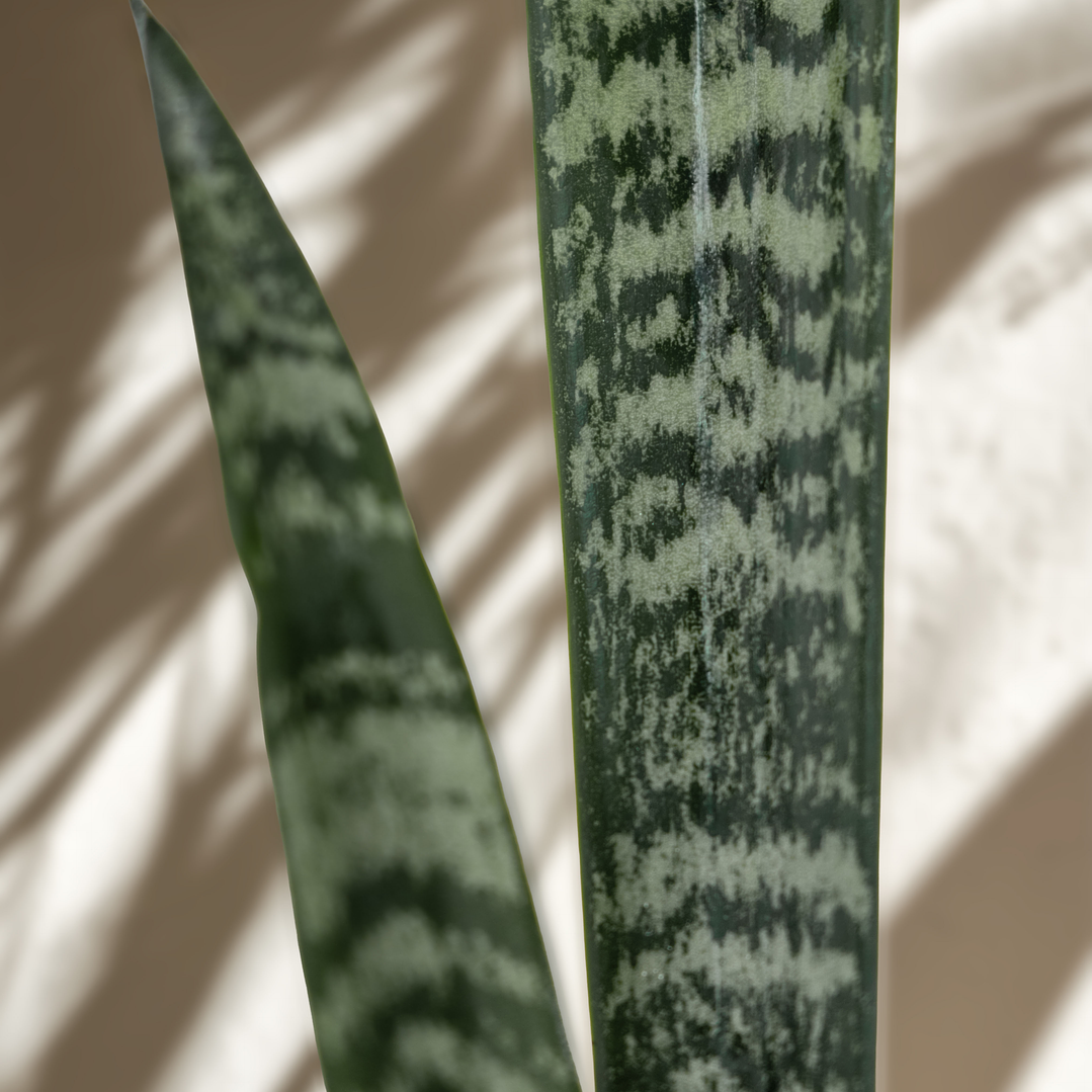 Sansevieria Zeylanica 2