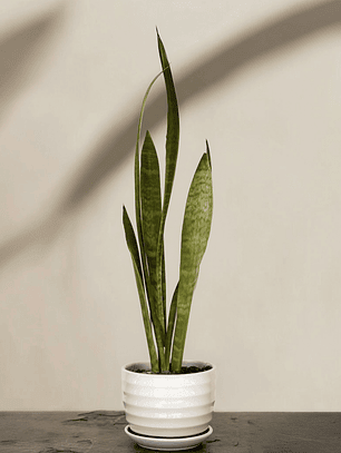 Sansevieria Trifasciata