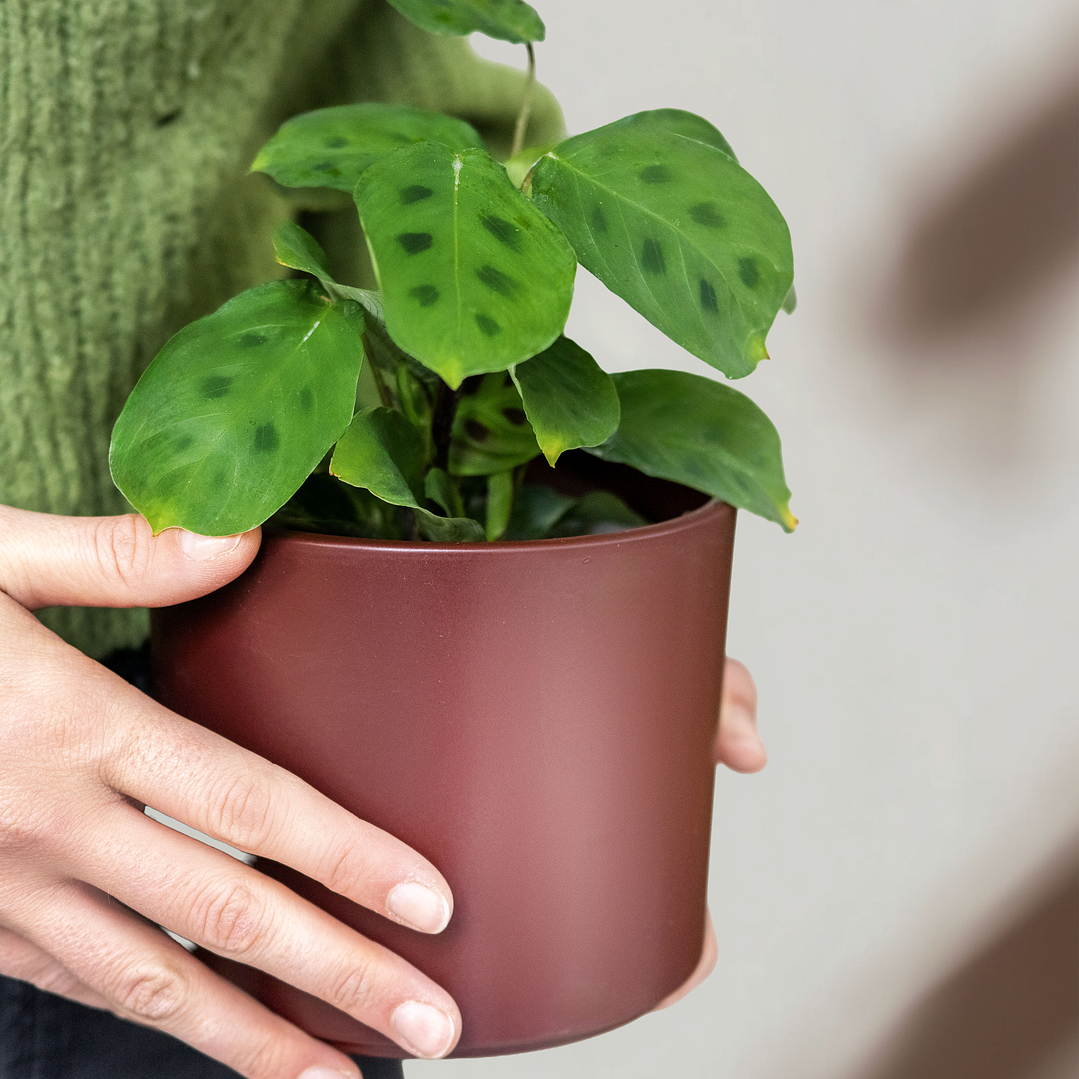 Maranta Kerchoveana 1