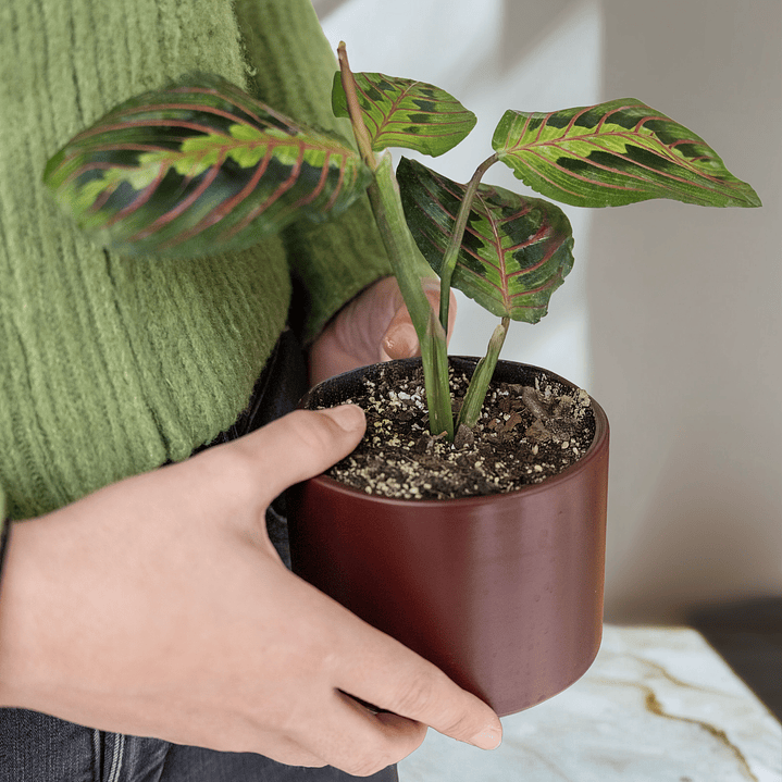 Maranta Leuconeura Multicolor 1