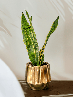 Sansevieria Laurentii