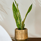 Sansevieria Laurentii - Miniatura 1
