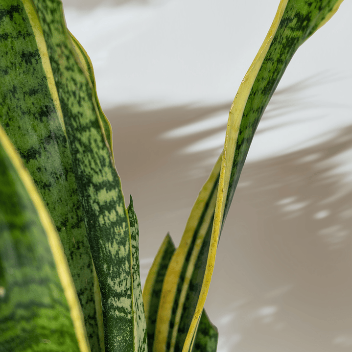 Sansevieria Laurentii 3
