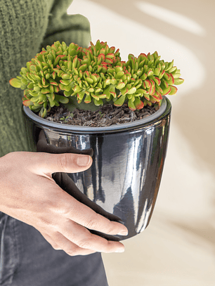 Crassula Ovata ‘Hobbit’ Cristata