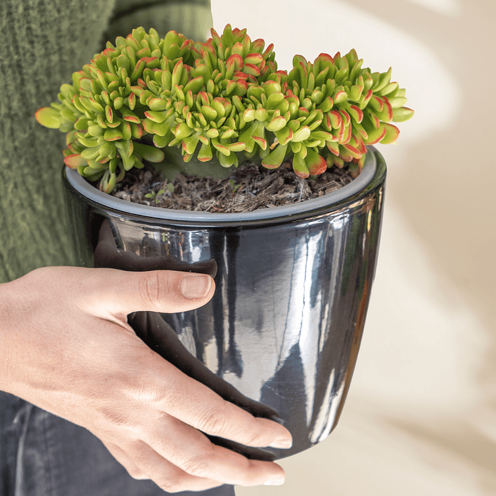 Crassula Ovata ‘Hobbit’ Cristata 1