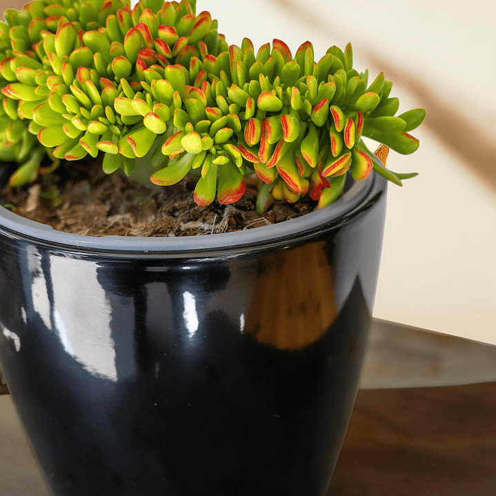 Crassula Ovata ‘Hobbit’ Cristata 2