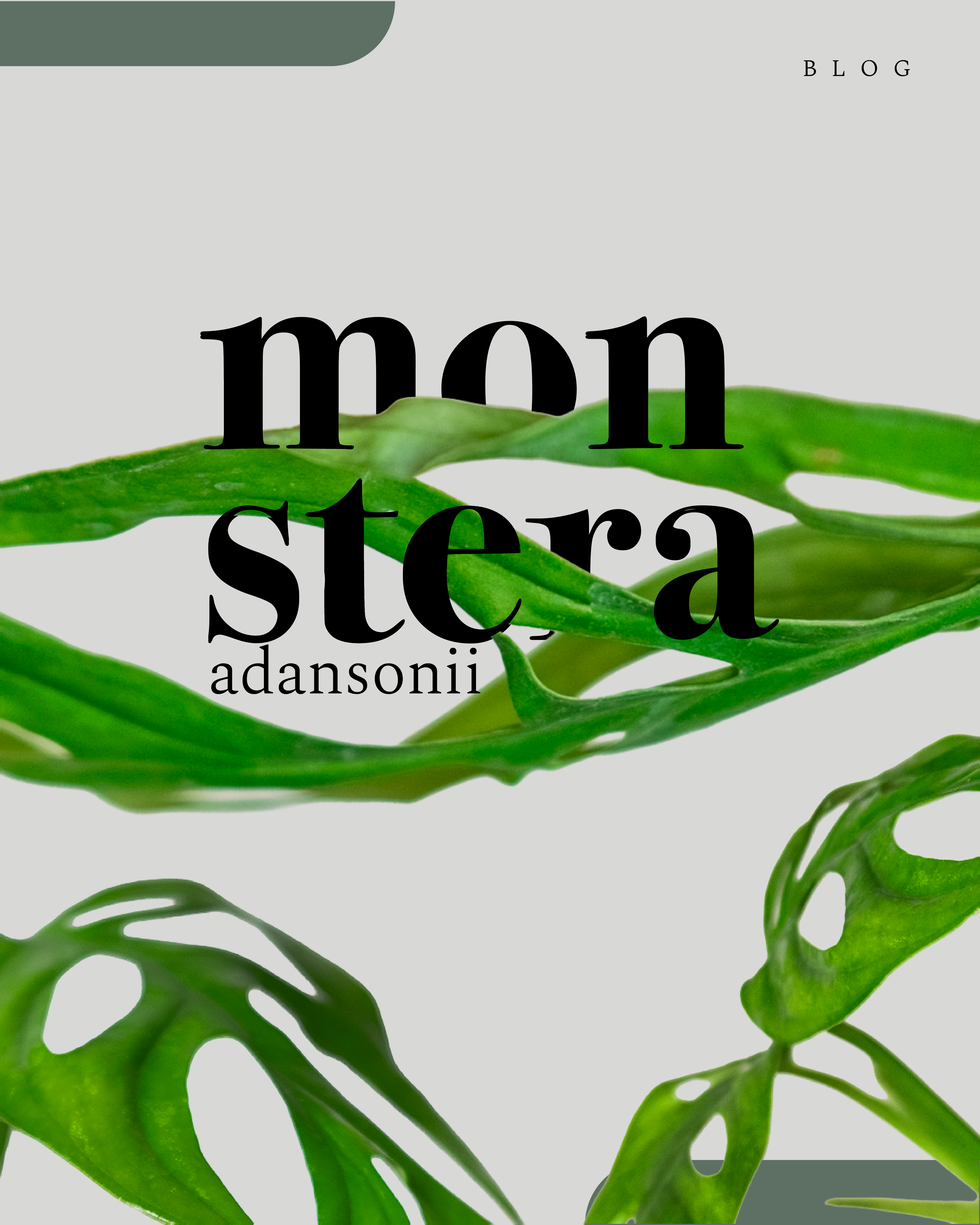 Monstera Adansonii: La máscara verde que seduce con sus agujeros
