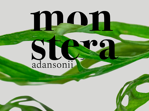 Monstera Adansonii: La máscara verde que seduce con sus agujeros