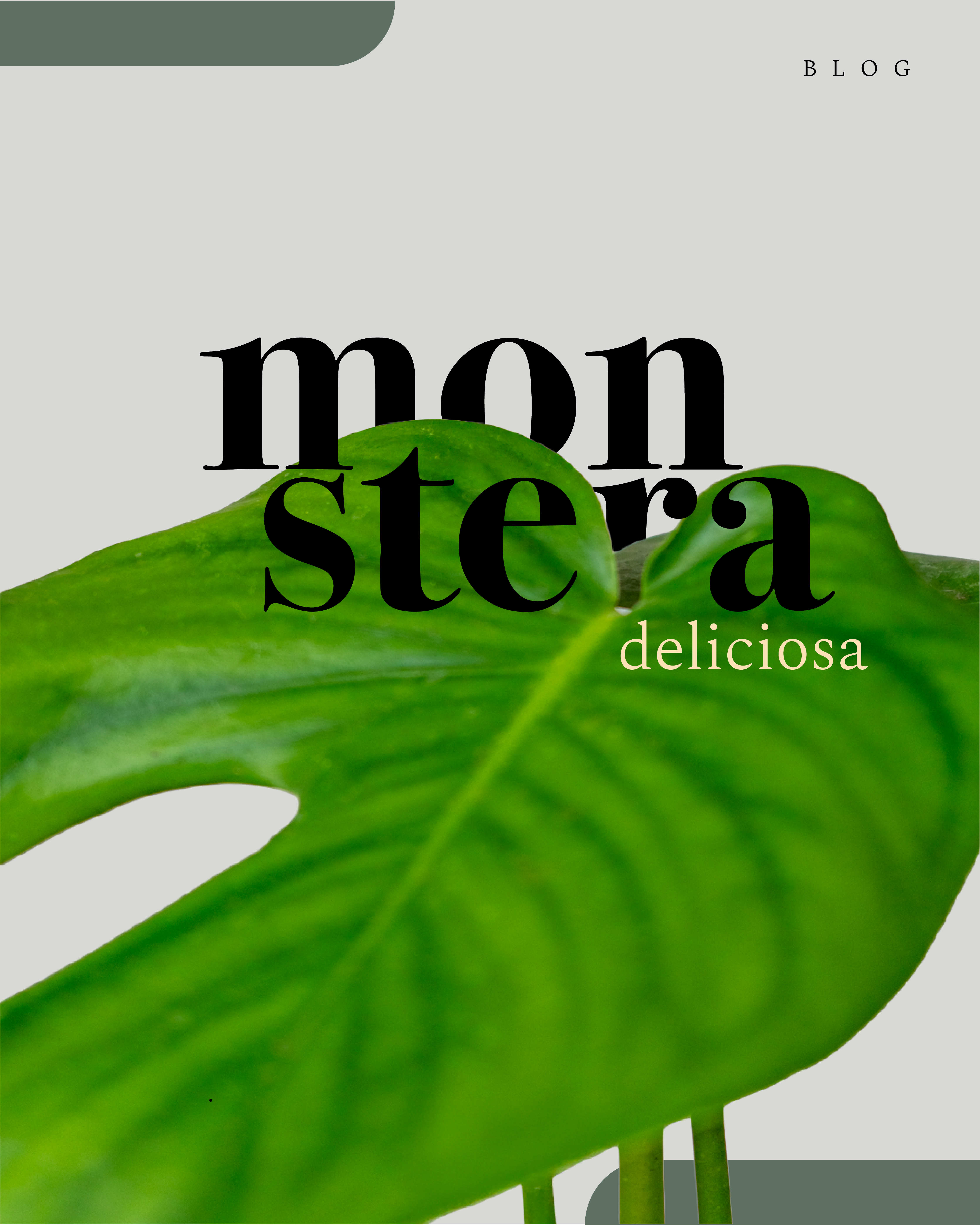 El encanto indomable de la Monstera Deliciosa y su camino hacia la luz