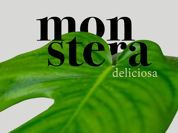 El encanto indomable de la Monstera Deliciosa y su camino hacia la luz