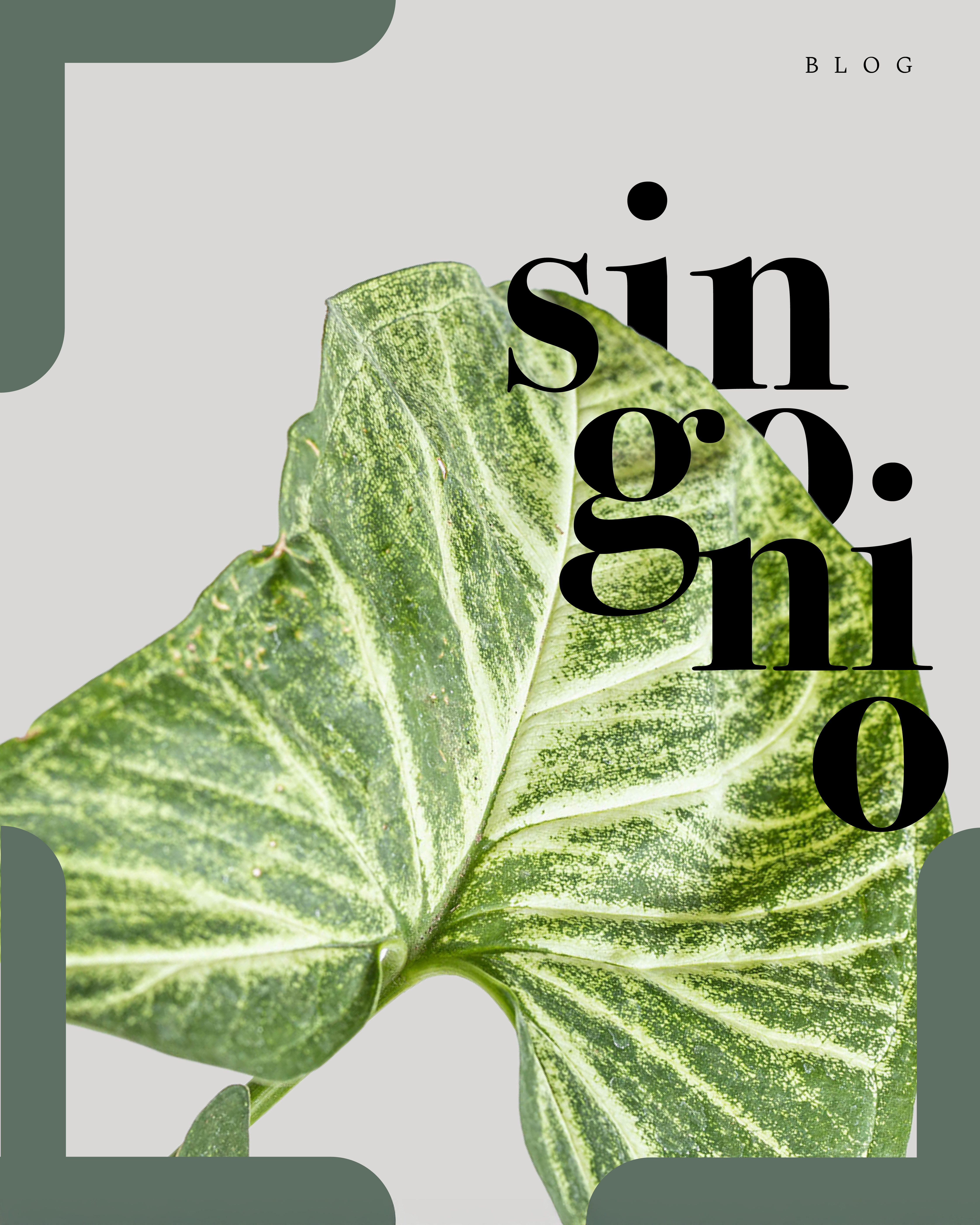 Syngonium Podophyllum: El camaleón de las plantas de interior