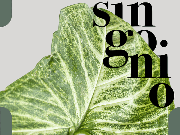 Syngonium Podophyllum: El camaleón de las plantas de interior