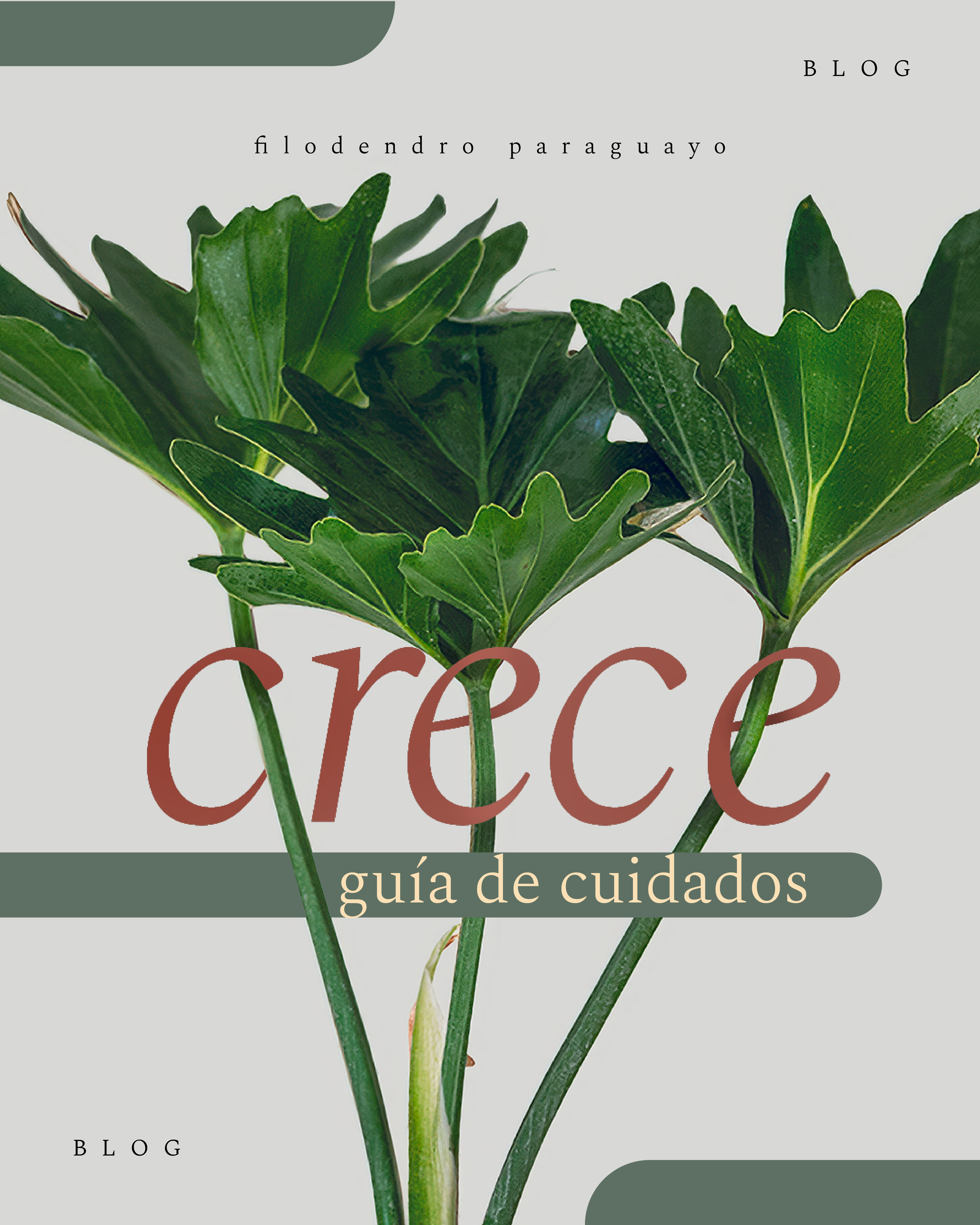 Filodendro Paraguayo: La elegancia tropical que conquista espacios