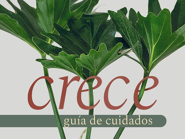 Filodendro Paraguayo: La elegancia tropical que conquista espacios