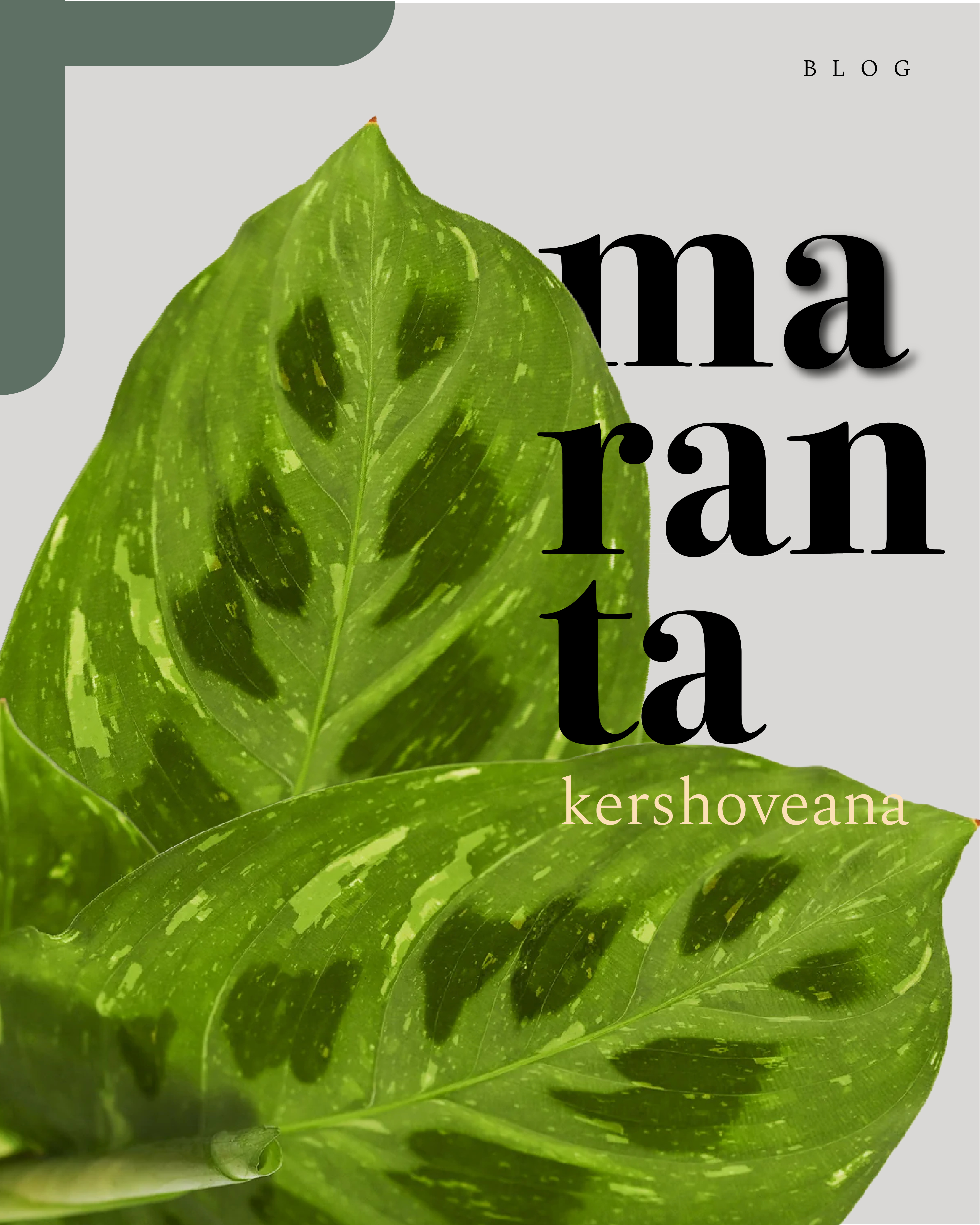Maranta Kershoveana: La planta que reza con sus hojas