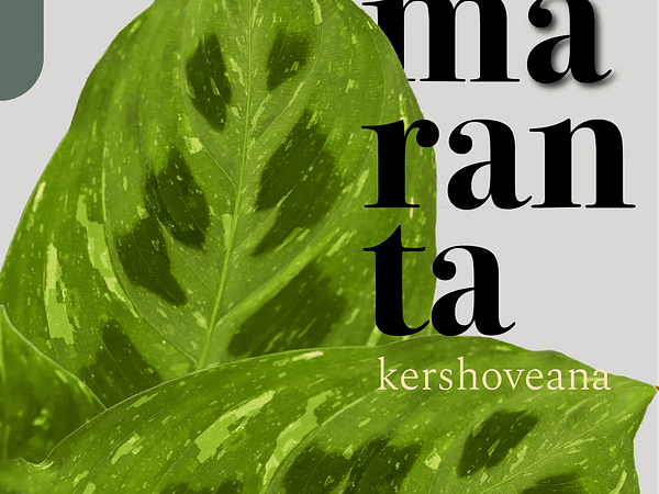 Maranta Kershoveana: La planta que reza con sus hojas