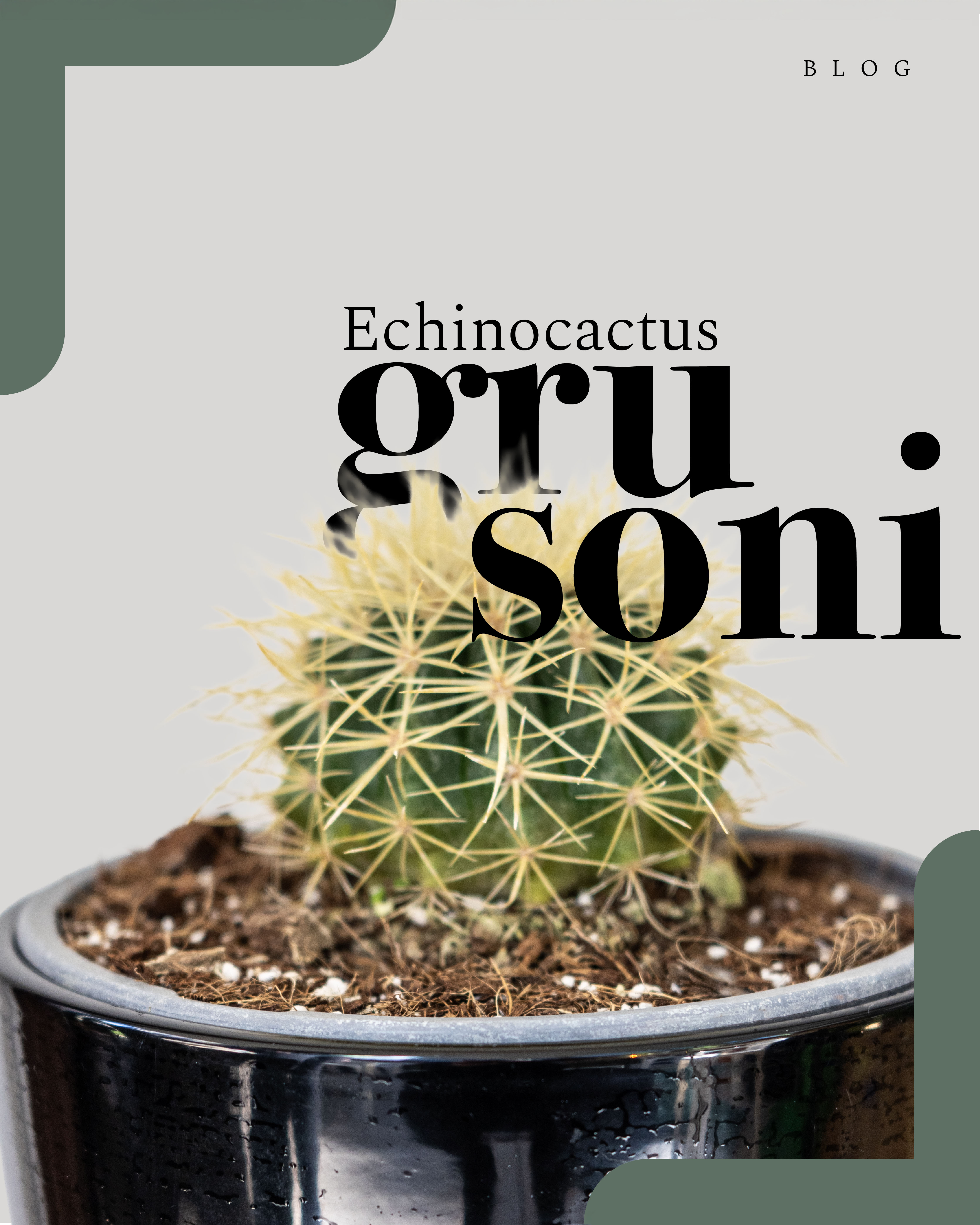 El Asiento de Suegra: Belleza espinosa con fama peculiar