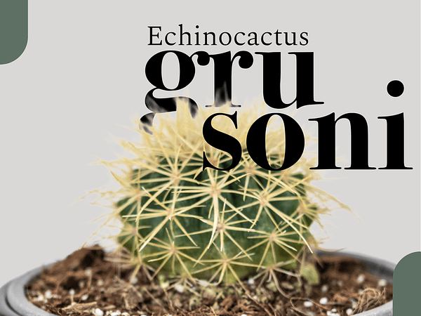 El Asiento de Suegra: Belleza espinosa con fama peculiar