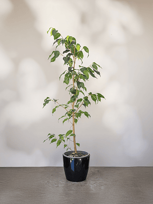 Ficus Benjamina Lola