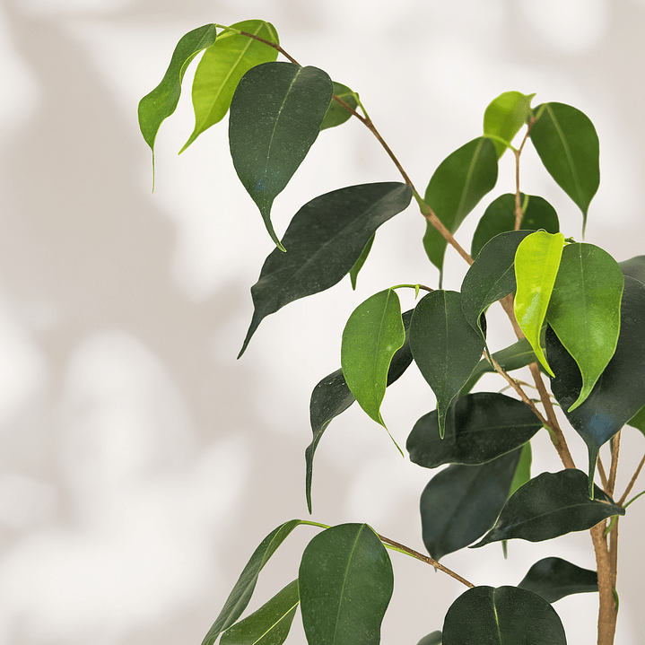 Ficus Benjamina Lola 2