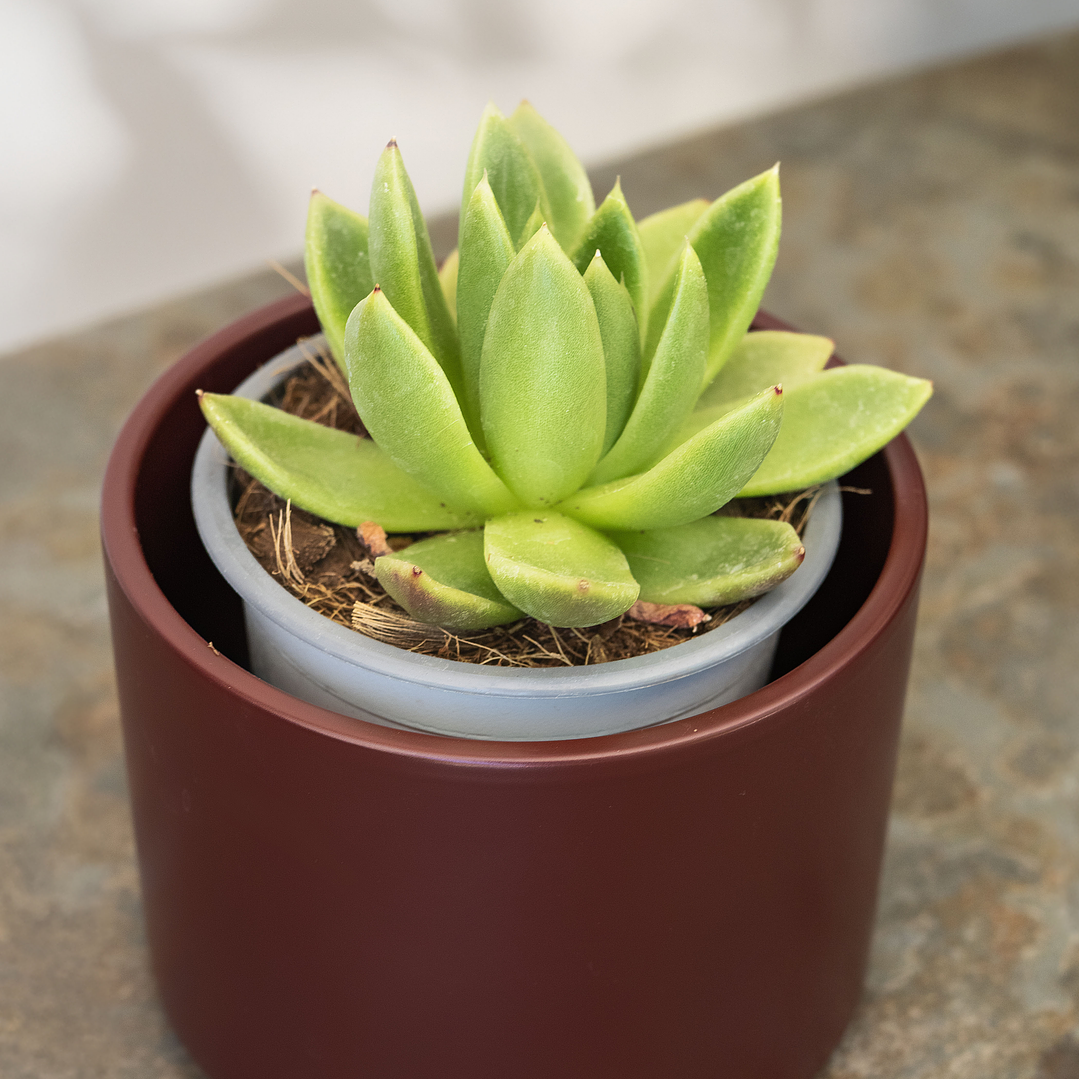 Suculenta Echeveria 3