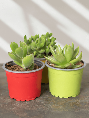 Trío de Suculentas