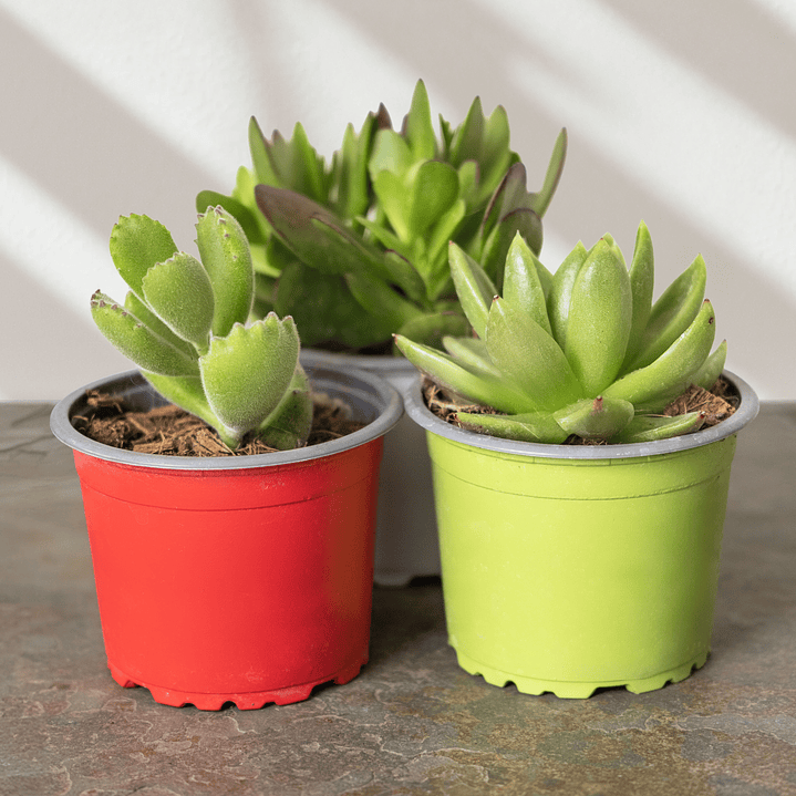 Trío de Suculentas 2