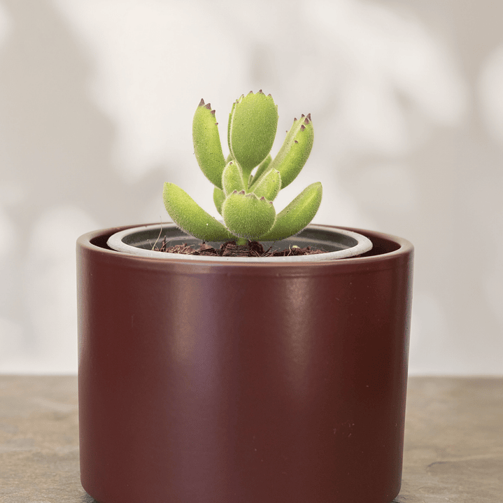 Trío de Suculentas 4