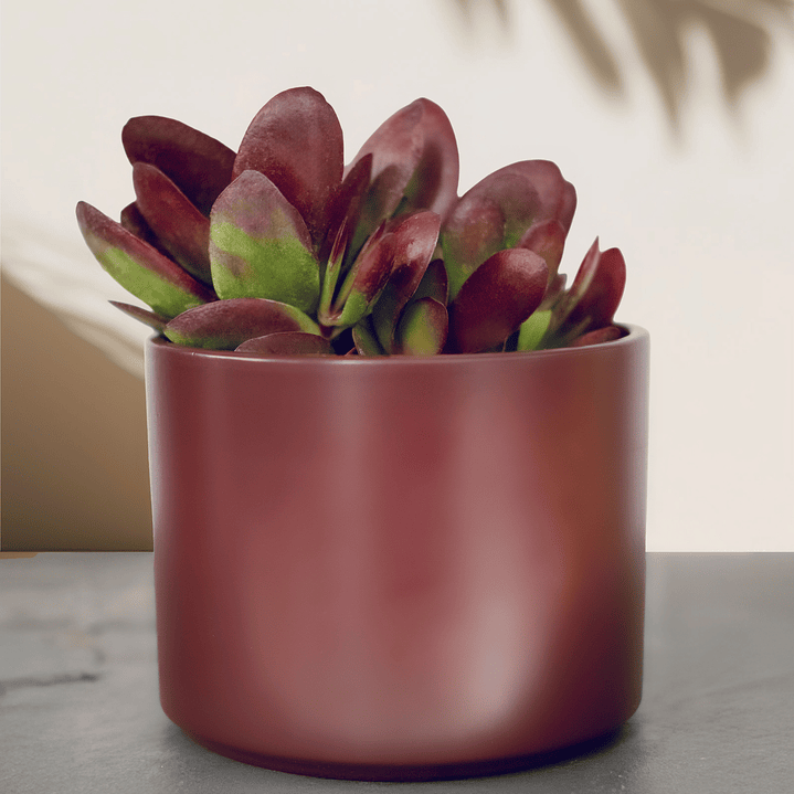 Trío de Suculentas 7