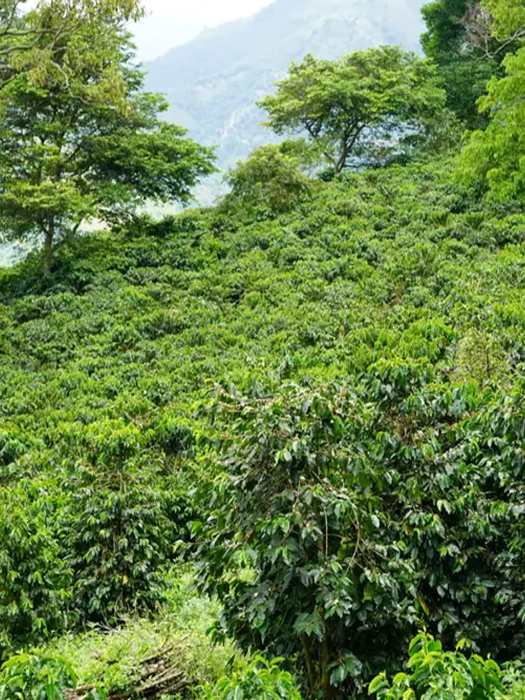 Colombia El Volcán – Café en Grano 250 g 2