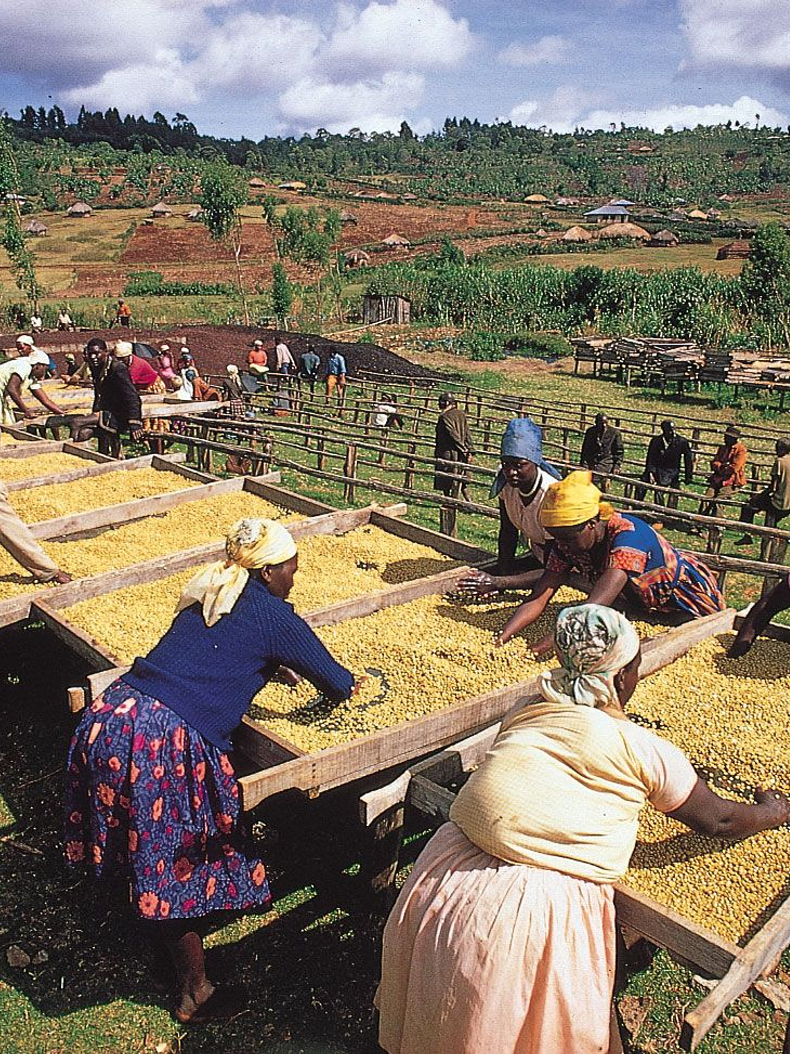 Kenya Nyeri – Café en Grano 250 g 2