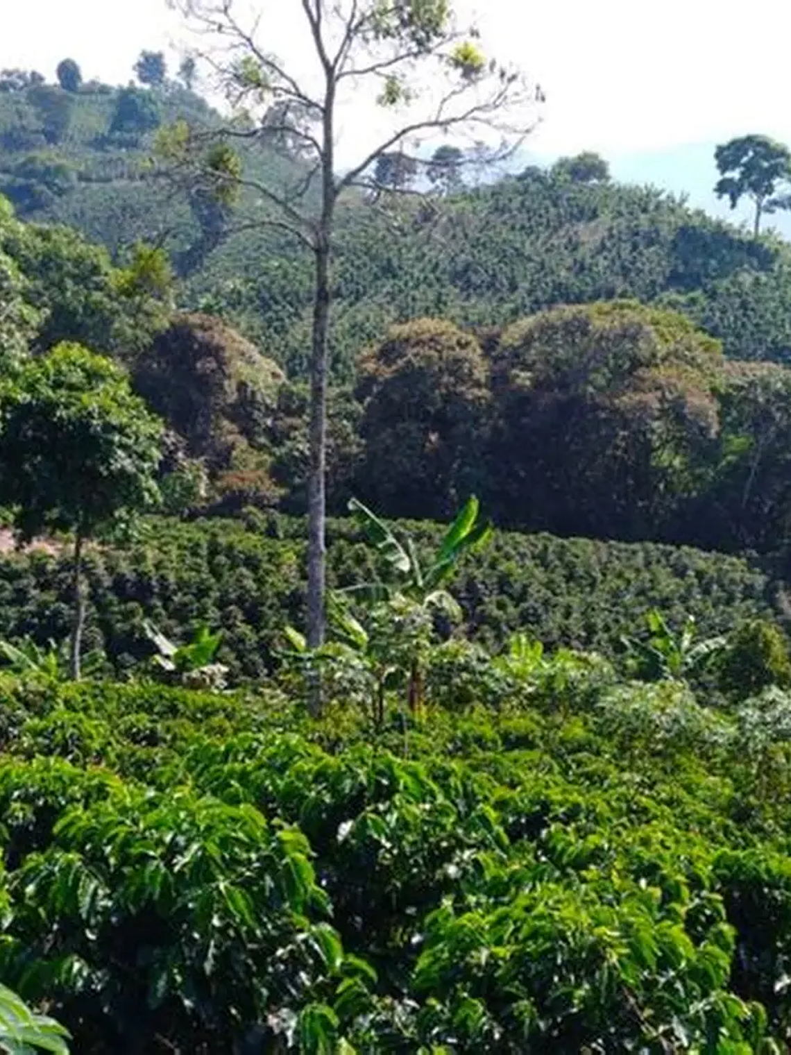 Honduras Finca Las Delicias – Café en Grano 250 g 2