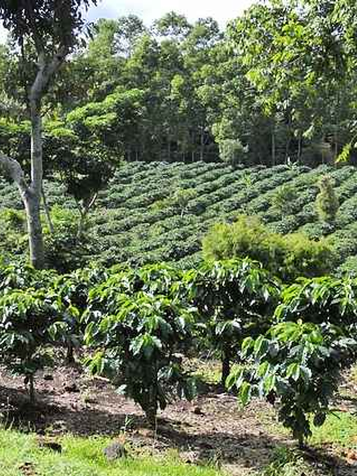 Costa Rica Tarrazú – Café en Grano 250 g 2