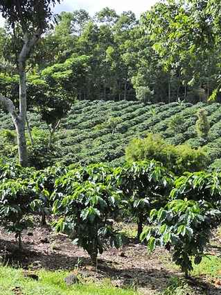 Costa Rica Tarrazú – Café en Grano 250 g 2