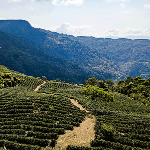 Bolivia – Kantutani | Café de Especialidad