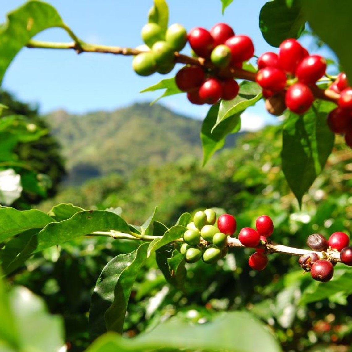Mexico - Finca San José | Café de Especialidad 1
