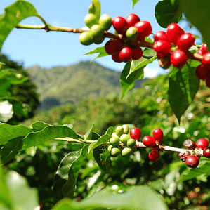 Mexico - Finca San José | Café de Especialidad