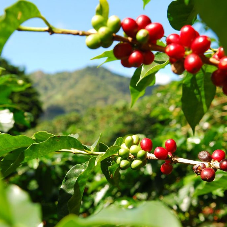 Mexico - Finca San José | Café de Especialidad 1