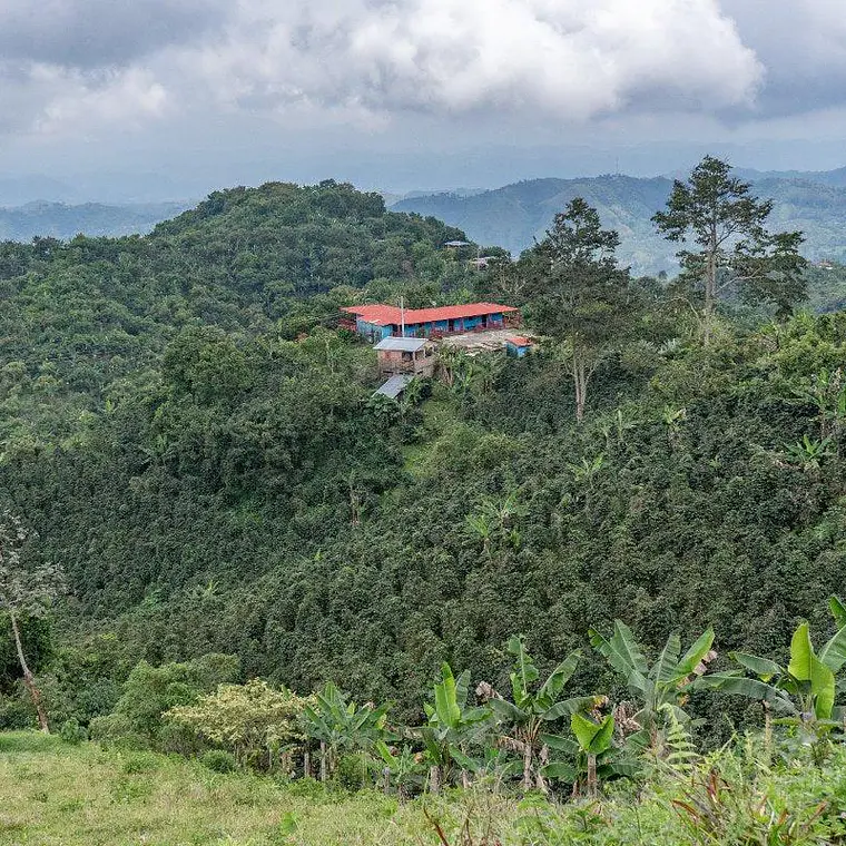 Finca El Vergel | Natural | Café de Especialidad 1