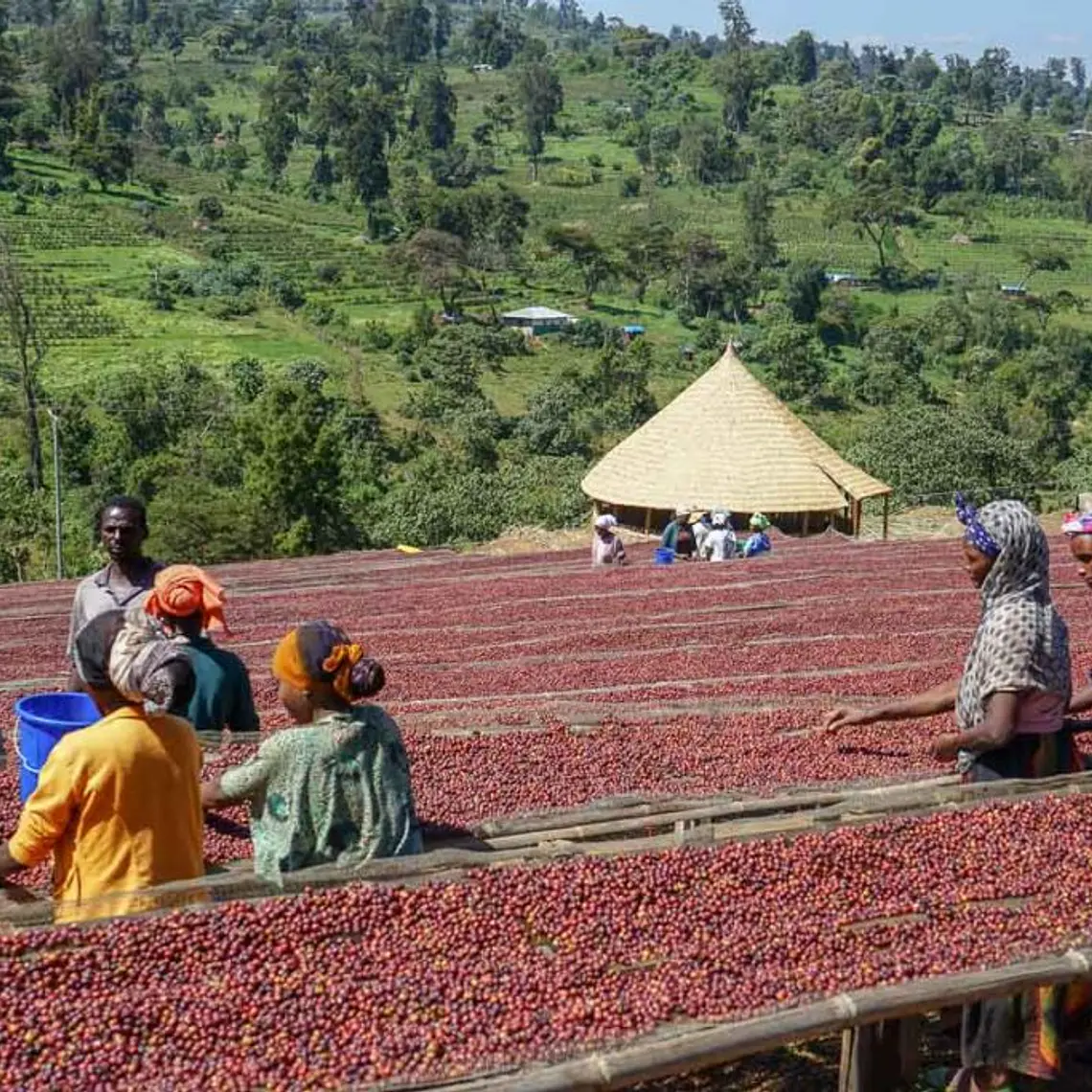 Finca Kayon | Café de Especialidad 1