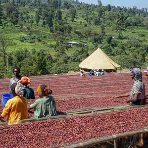 Finca Kayon | Café de Especialidad